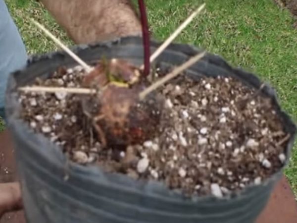 Cómo plantar un aguacate Avocado Málaga