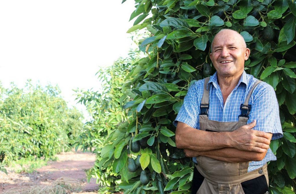 Gabriel - Avocado Malaga Harvesting Manager